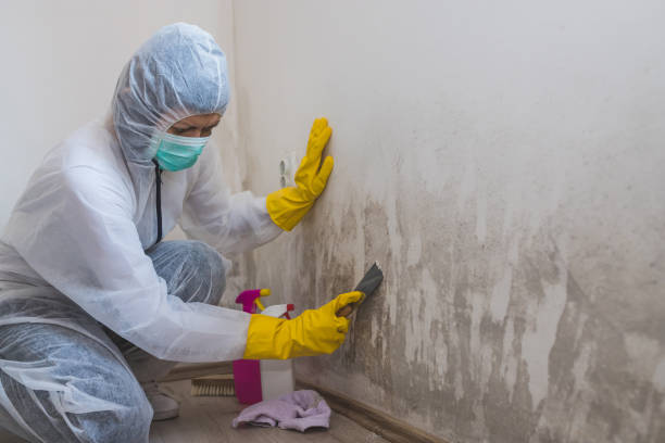 Professional Mold Removal in Raeford, NC