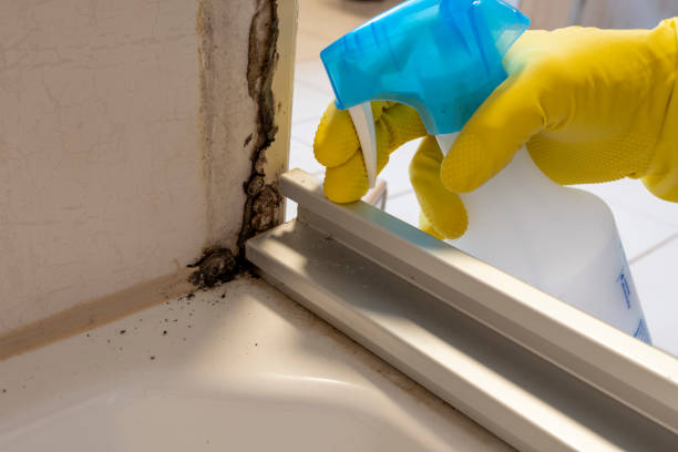 Best Attic Mold Removal  in Raeford, NC