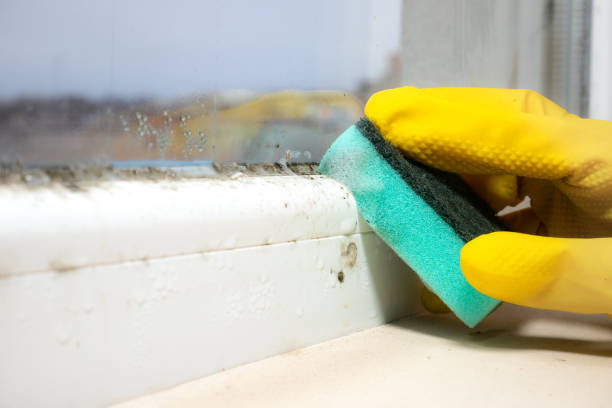 Best Best Mold Removal Companies  in Raeford, NC