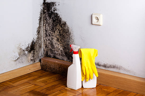 Best Professional Mold Removal  in Raeford, NC