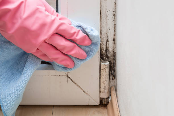 Best Certified Mold Removal  in Raeford, NC