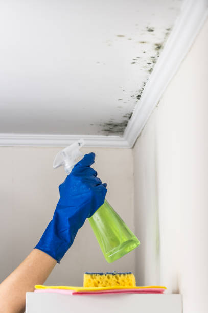 Best Toxic Mold Removal  in Raeford, NC